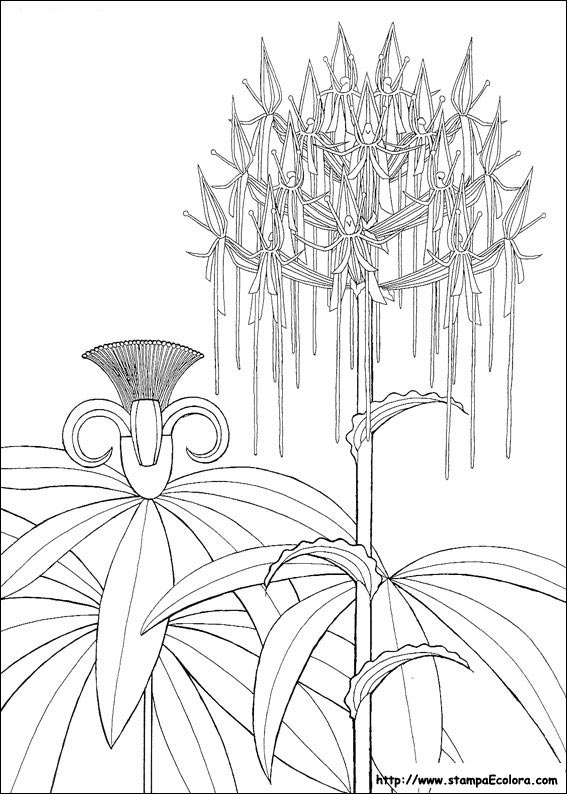 Disegni Kirikou